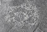 Changaspis elongata LEE in CHIEN 1961  - Bild © FossNet FossilienStore